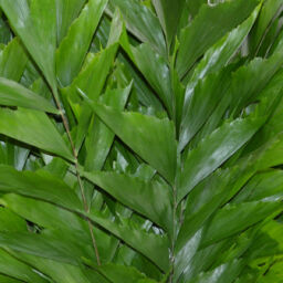 Fishtail Palm