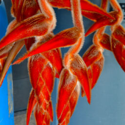 Heliconia Fuzzy Hanging