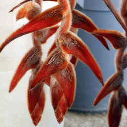 Heliconia Fuzzy Hanging