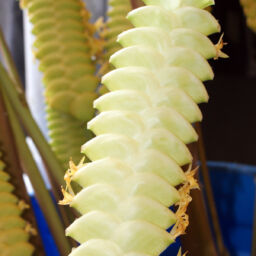 Rattlesnake Calathea