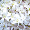 White Dendrobium Orchids