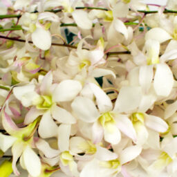 White Dendrobium Orchids